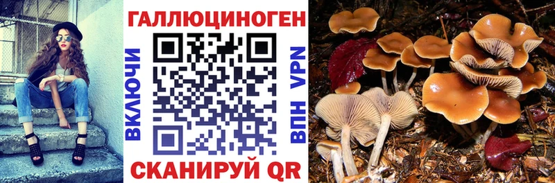наркотики  Аркадак  Псилоцибиновые грибы Psilocybe 